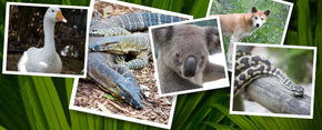 Rockhampton Zoo - Hotel Gold Coast 2