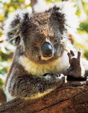 Gorge Wildlife Park - Hotel Gold Coast 0