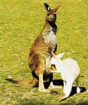 Gorge Wildlife Park - Hotel Gold Coast 1