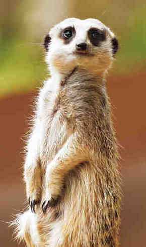 Gorge Wildlife Park - Hotel Gold Coast 2