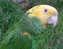 Gorge Wildlife Park - Hotel Gold Coast 3