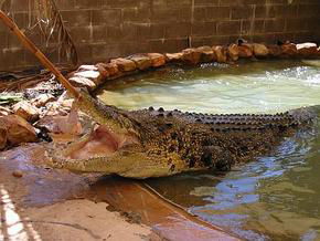 Wyndham Zoological Gardens And Crocodile Park - Hotel Gold Coast 0