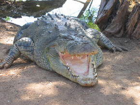 Wyndham Zoological Gardens And Crocodile Park - Hotel Gold Coast 2