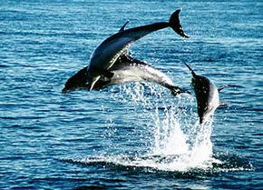 Polperro Dolphin Swims - Hotel Gold Coast 1