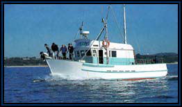 Polperro Dolphin Swims - Hotel Gold Coast 2