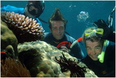 Dolphin Wild - Hotel Gold Coast 1