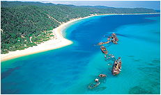 Dolphin Wild - Hotel Gold Coast 3