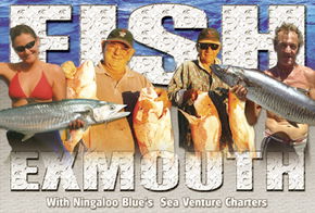 Ningaloo Blue Dive - Hotel Gold Coast 2