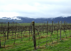 Kinloch Wines - Hotel Gold Coast