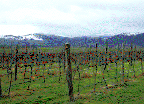 Kinloch Wines - Hotel Gold Coast 0