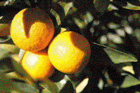 Kinloch Wines - Hotel Gold Coast 1