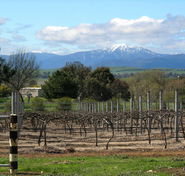 Buller View Wines - Hotel Gold Coast