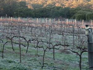 Lion Mill Vineyards - Hotel Gold Coast 1