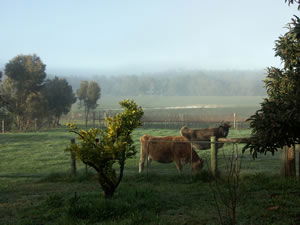 Lion Mill Vineyards - Hotel Gold Coast 2
