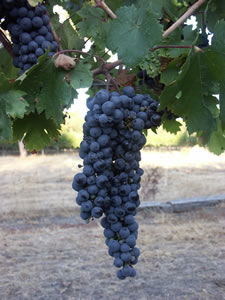 Lion Mill Vineyards - Hotel Gold Coast 3