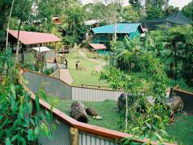 Kuranda Koala Gardens - Hotel Gold Coast 1