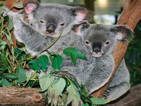 Kuranda Koala Gardens - Hotel Gold Coast 2