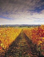 Book South Melbourne VIC Attractions Hotel Gold Coast Hotel Gold Coast