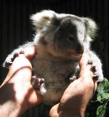 Koala Park Sanctuary - Hotel Gold Coast 1