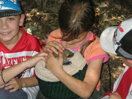 Koala Park Sanctuary - Hotel Gold Coast 3