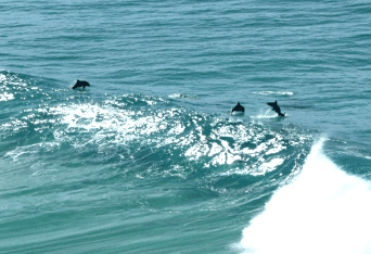 Beach Trekkers North Stradbroke Island - Hotel Gold Coast 2