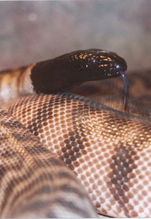 Armadale Reptile & Wildlife Centre - Hotel Gold Coast 4