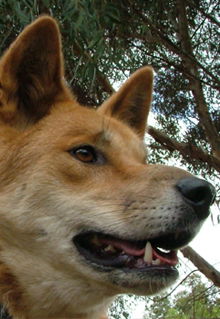 Armadale Reptile & Wildlife Centre - Hotel Gold Coast 5