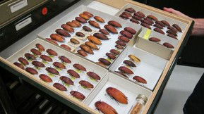 Western Australian Museum - Hotel Gold Coast 1