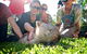 Australian Reptile Park - thumb 10