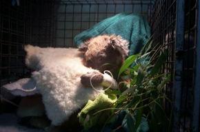 Jirrahlinga Koala & Wildlife Sanctuary - Hotel Gold Coast 3