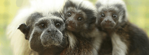 Alma Park Zoo - Hotel Gold Coast 3