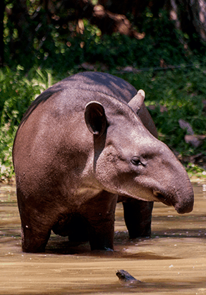 Alma Park Zoo - Hotel Gold Coast 4