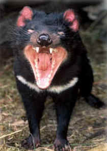 Zoo Doo Wildlife Park - Hotel Gold Coast 4