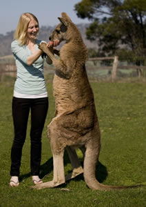 Zoo Doo Wildlife Park - Hotel Gold Coast 5