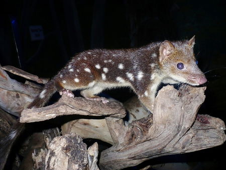 East Coast Natureworld - Hotel Gold Coast 5