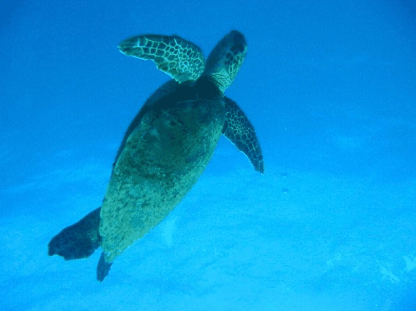 Big Cat Reality - Hotel Gold Coast 0