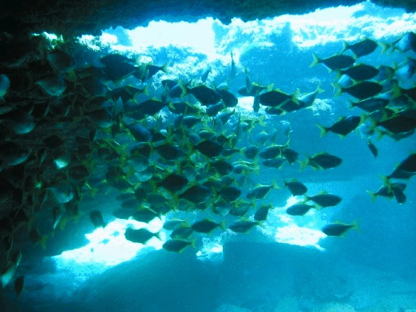 Big Cat Reality - Hotel Gold Coast 3