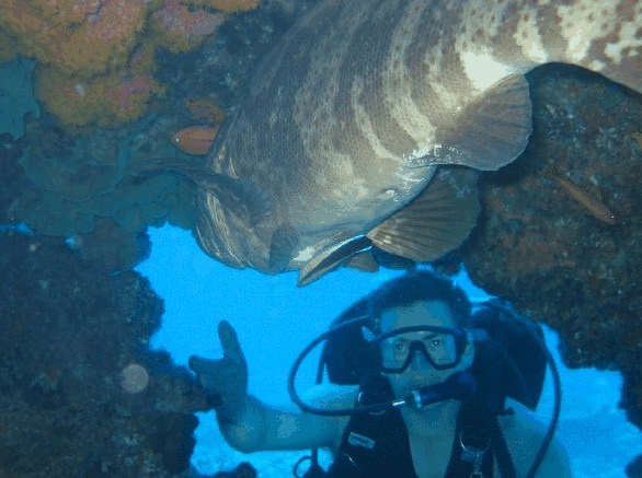 Big Cat Reality - Hotel Gold Coast 4