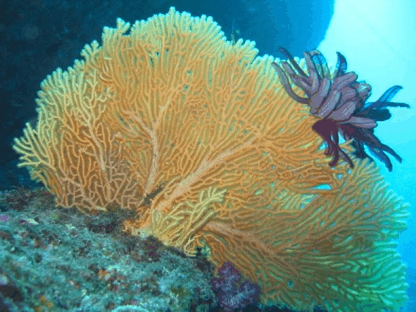 Big Cat Reality - Hotel Gold Coast 5