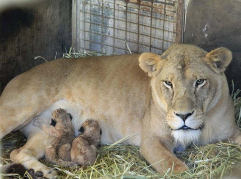 Darling Downs Zoo - Hotel Gold Coast 2