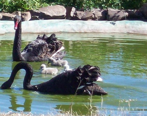 Darling Downs Zoo - Hotel Gold Coast 3