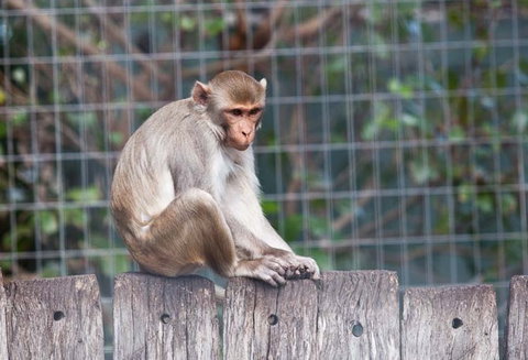 Darling Downs Zoo - Hotel Gold Coast 5