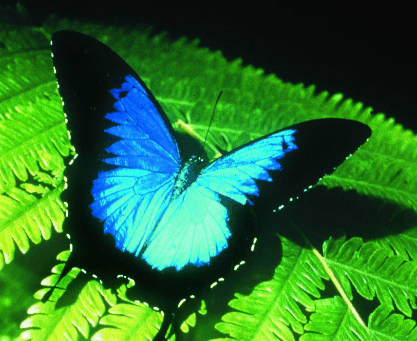 Australian Butterfly Sanctuary - Hotel Gold Coast