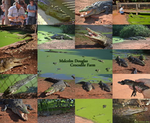 The Malcolm Douglas Crocodile Park - Hotel Gold Coast 0