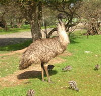 Minlaton Fauna Park - Hotel Gold Coast