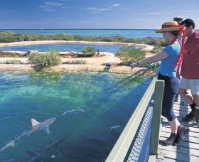Shark Bay Marine Park - Hotel Gold Coast 0