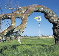 Greenough Leaning Trees - Hotel Gold Coast