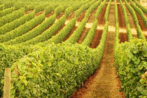 Xanadu Wines - Hotel Gold Coast 0