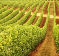 Cullen Wines - Hotel Gold Coast