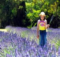 Brayfield Park Lavender Farm - Hotel Gold Coast